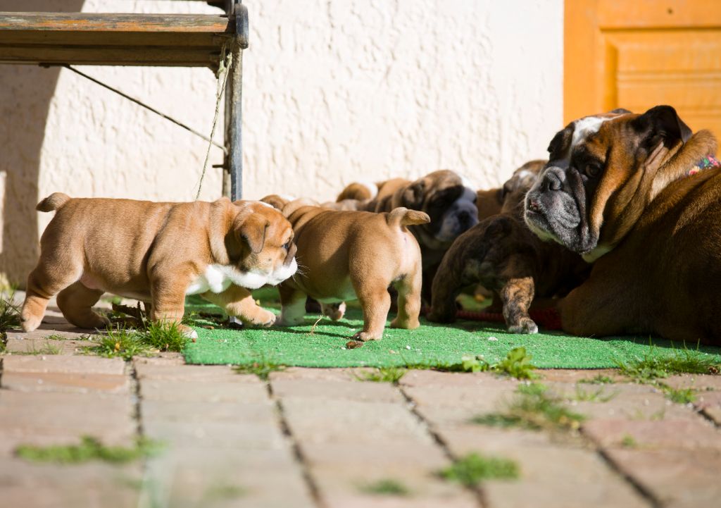 chiot Bulldog Anglais De La Combe Rousse