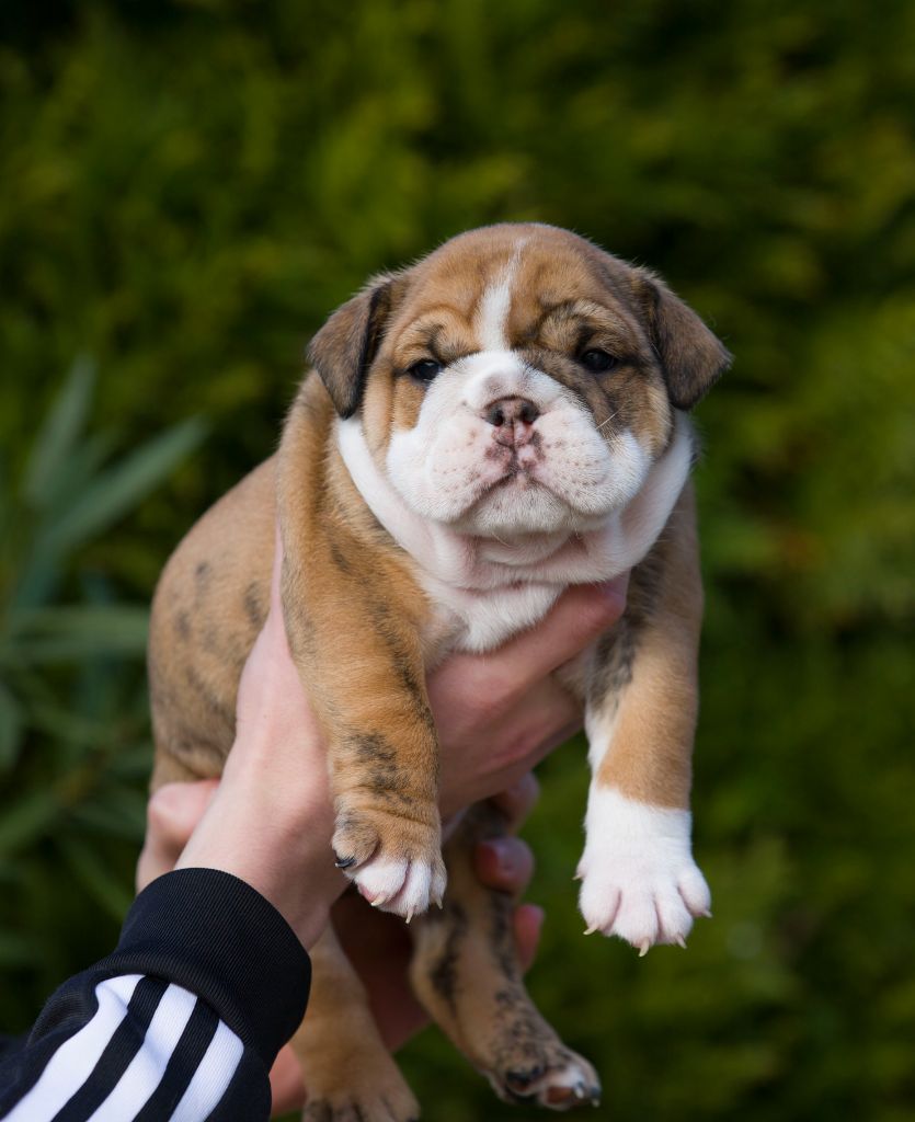 De La Combe Rousse - Chiot disponible  - Bulldog Anglais