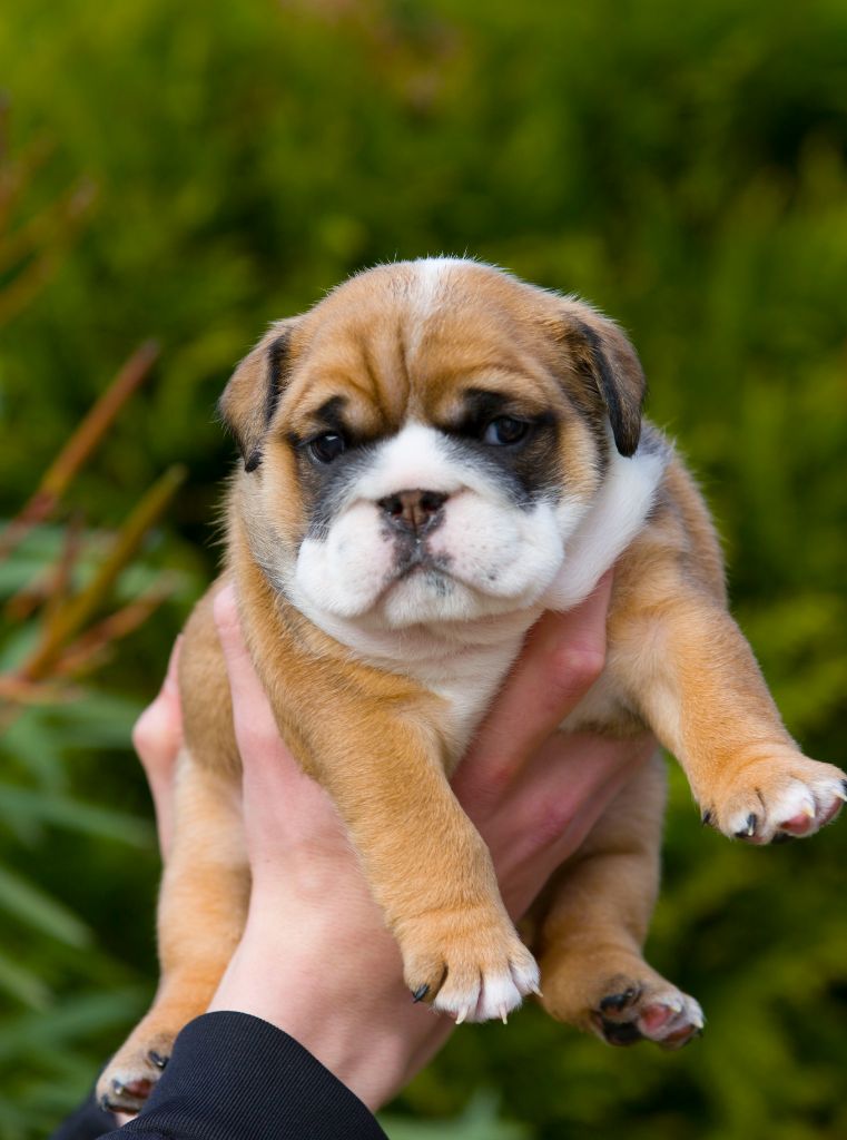 De La Combe Rousse - Chiot disponible  - Bulldog Anglais