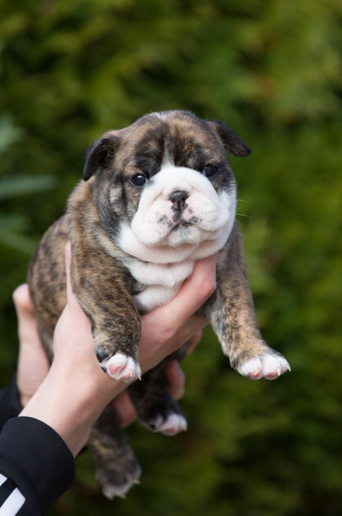 De La Combe Rousse - Chiot disponible  - Bulldog Anglais