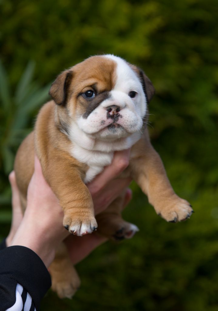 De La Combe Rousse - Chiot disponible  - Bulldog Anglais