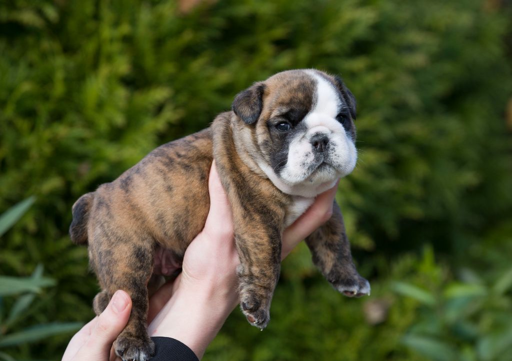 De La Combe Rousse - Chiot disponible  - Bulldog Anglais