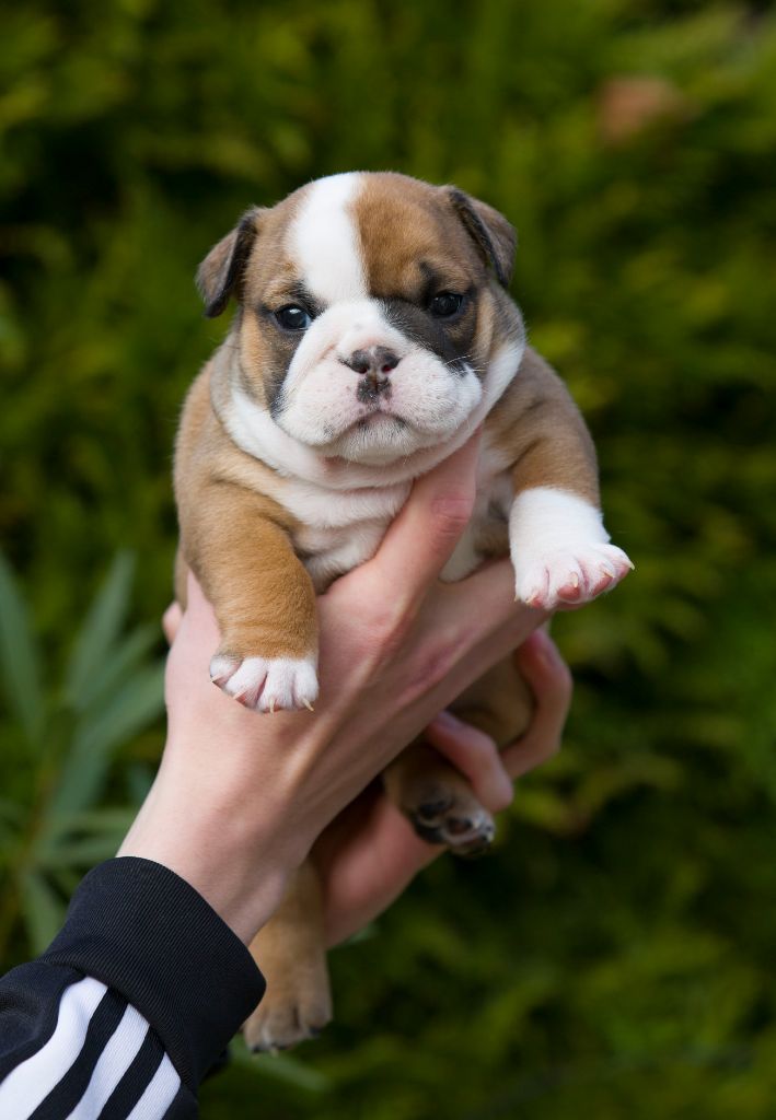 De La Combe Rousse - Chiot disponible  - Bulldog Anglais