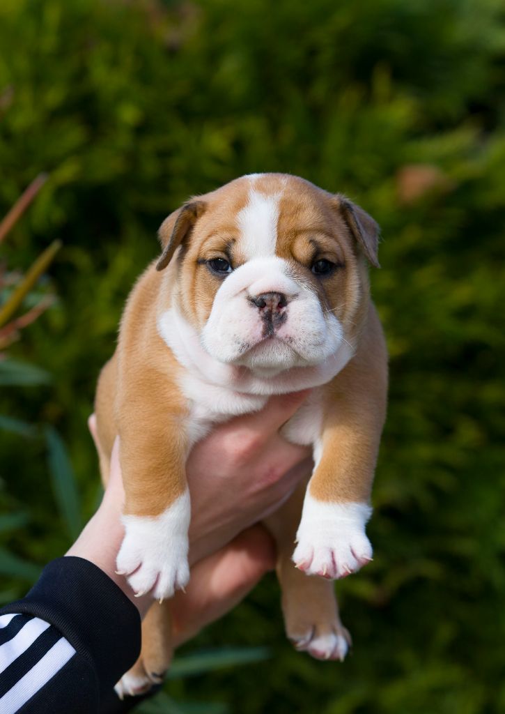 De La Combe Rousse - Chiot disponible  - Bulldog Anglais