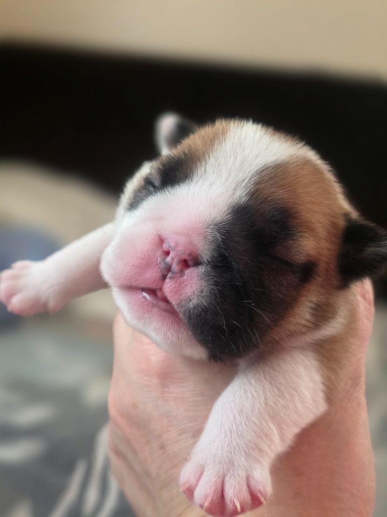 De La Combe Rousse - Chiots disponibles - Bulldog Anglais