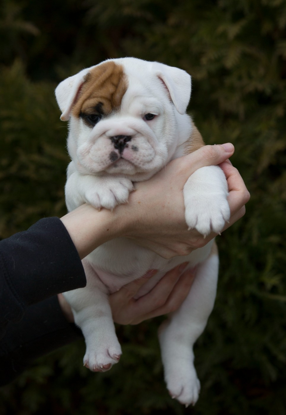 De La Combe Rousse - Chiots disponibles - Bulldog Anglais