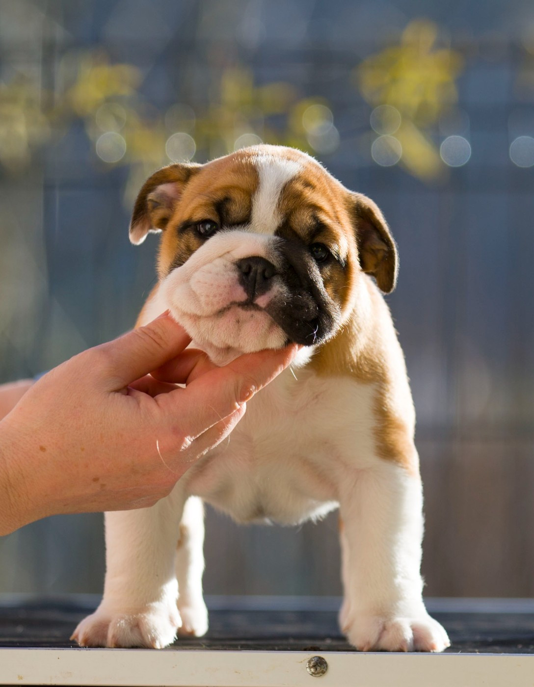 De La Combe Rousse - Chiots disponibles - Bulldog Anglais