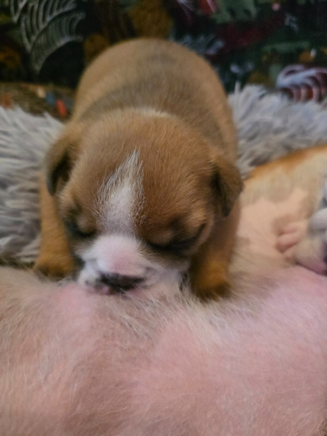 De La Combe Rousse - Chiots disponibles - Bulldog Anglais