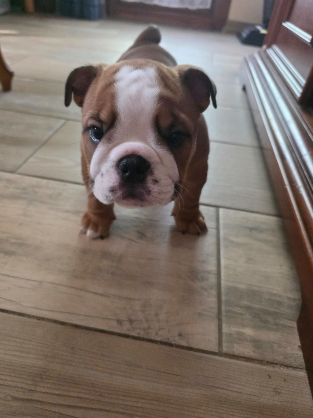 De La Combe Rousse - Chiots disponibles - Bulldog Anglais