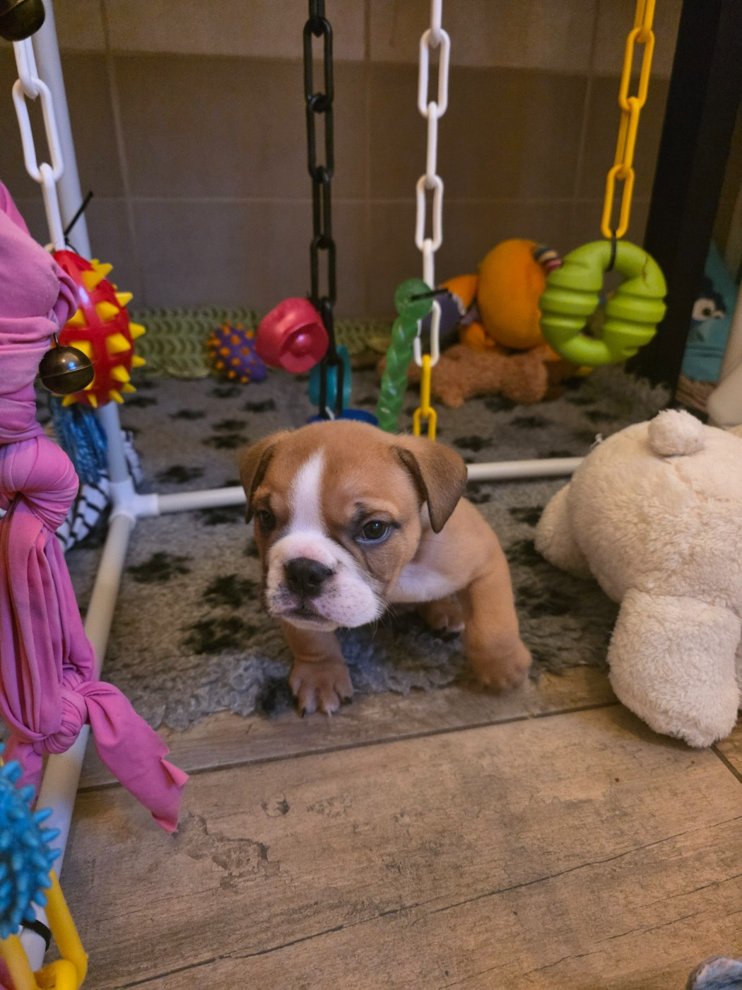 De La Combe Rousse - Chiots disponibles - Bulldog Anglais