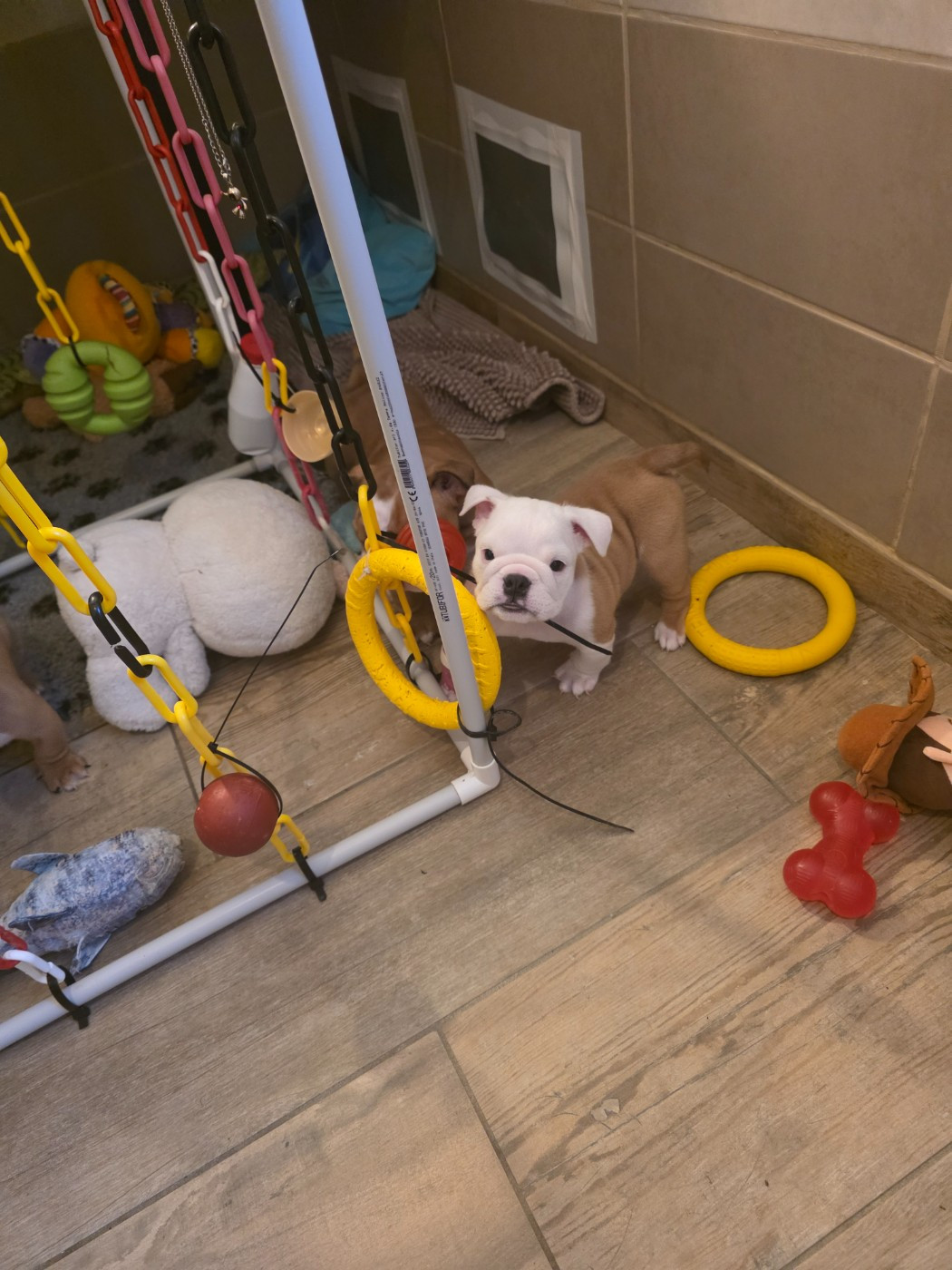 De La Combe Rousse - Chiots disponibles - Bulldog Anglais