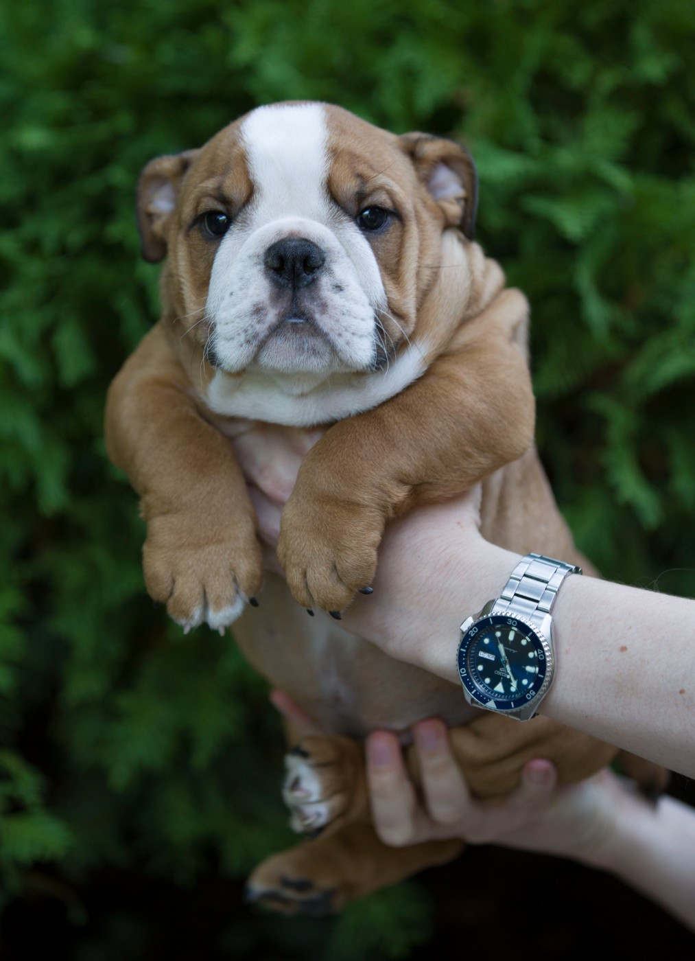 De La Combe Rousse - Chiots disponibles - Bulldog Anglais