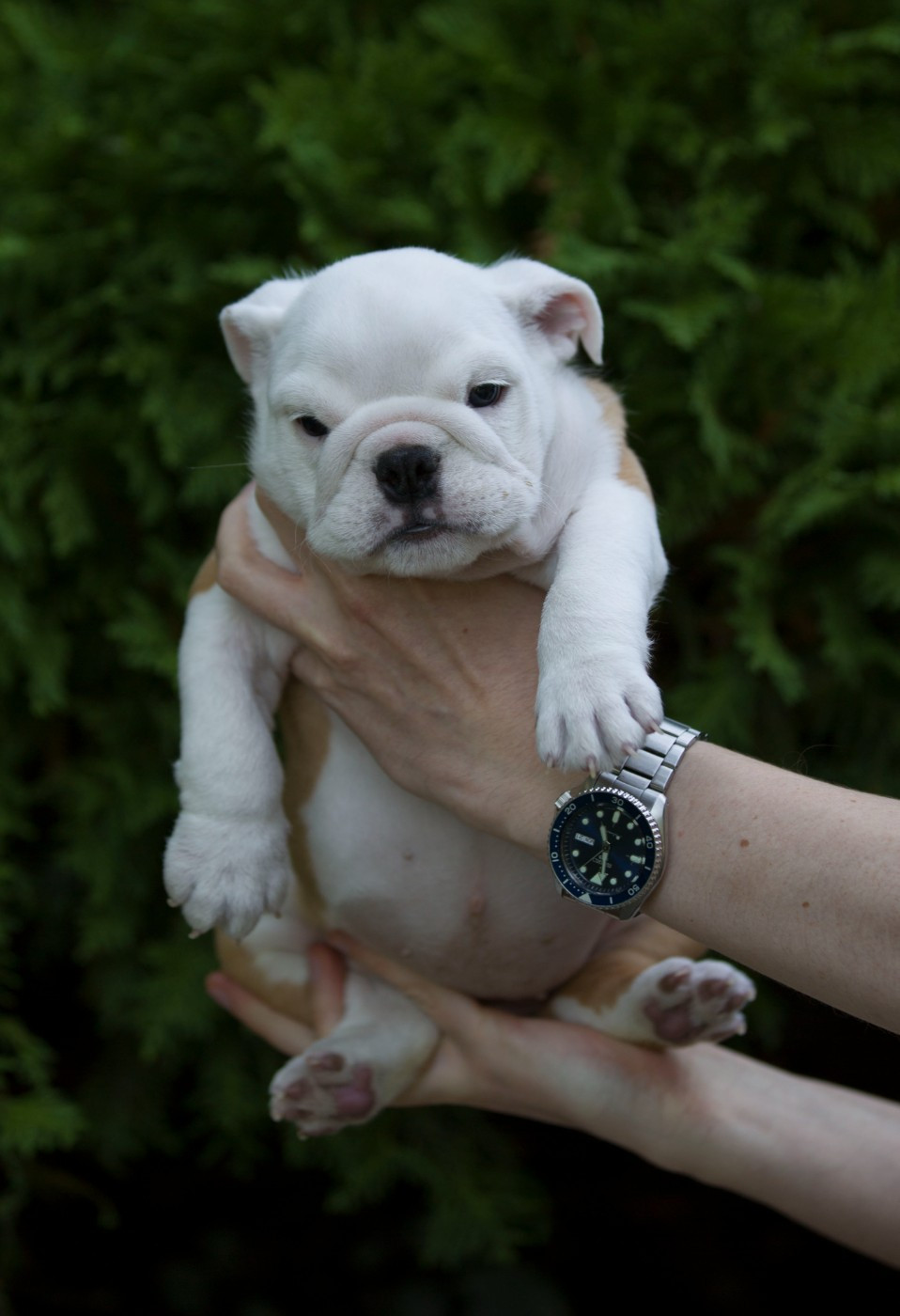 De La Combe Rousse - Chiots disponibles - Bulldog Anglais