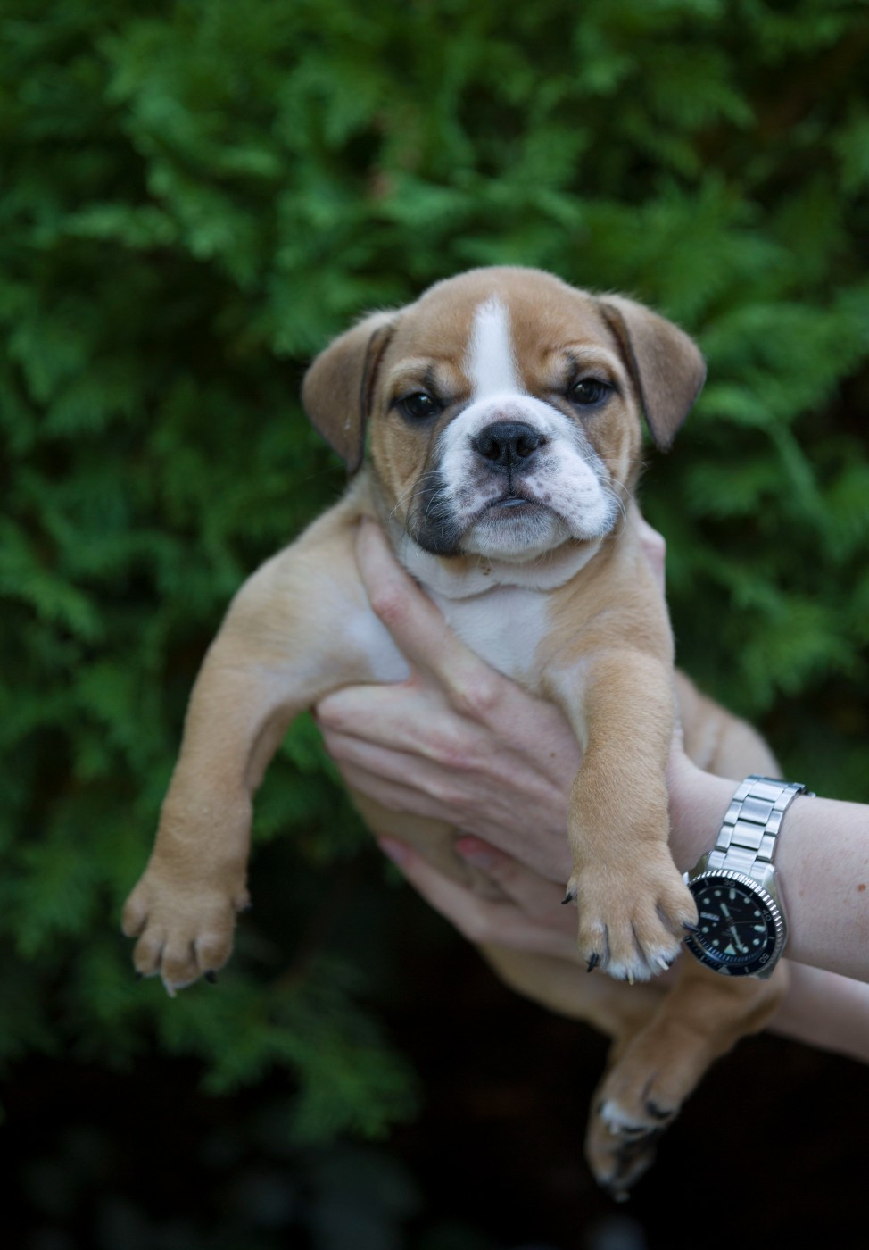 De La Combe Rousse - Chiots disponibles - Bulldog Anglais