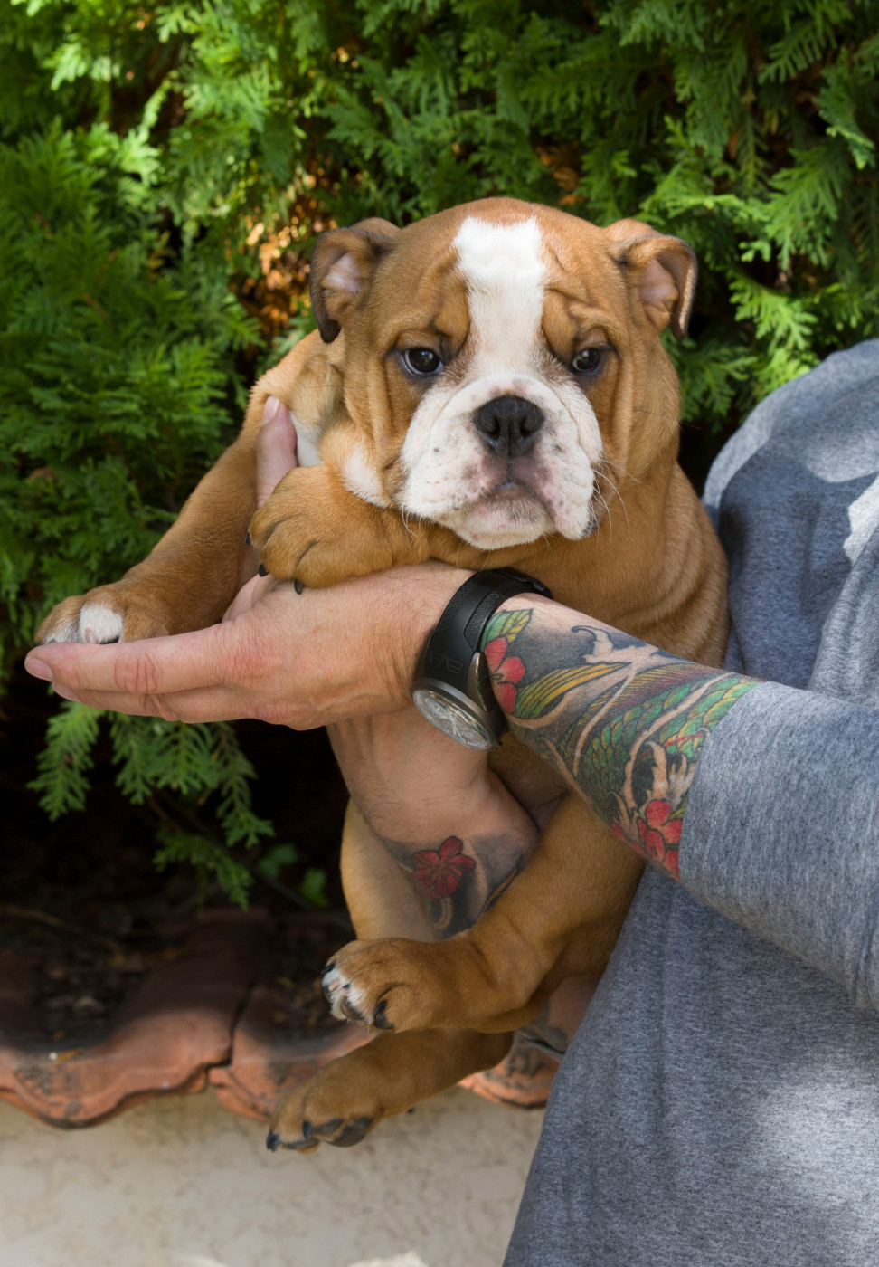De La Combe Rousse - Chiots disponibles - Bulldog Anglais