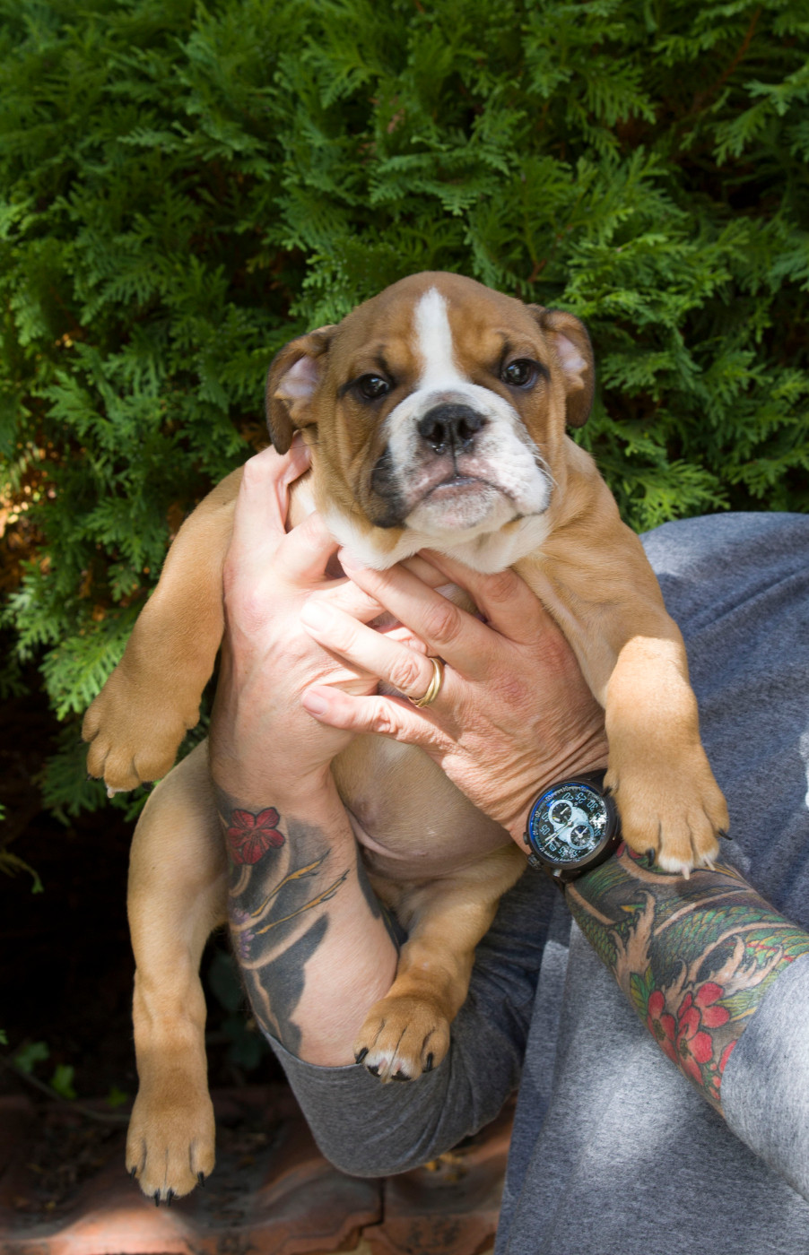 De La Combe Rousse - Chiots disponibles - Bulldog Anglais
