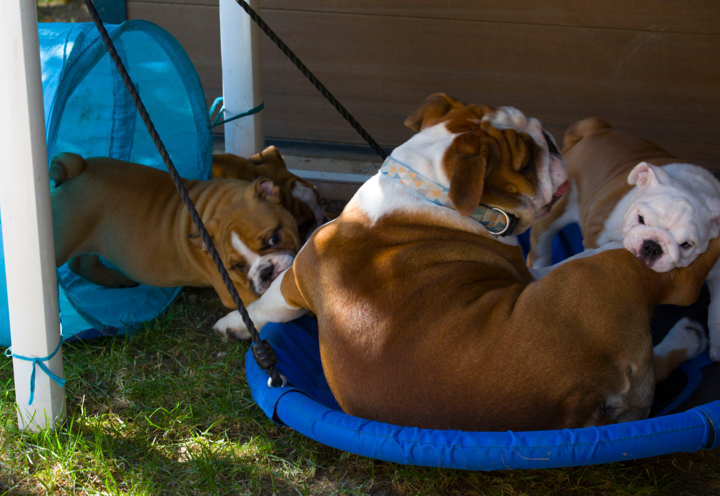 Chiot Bulldog Anglais De La Combe Rousse