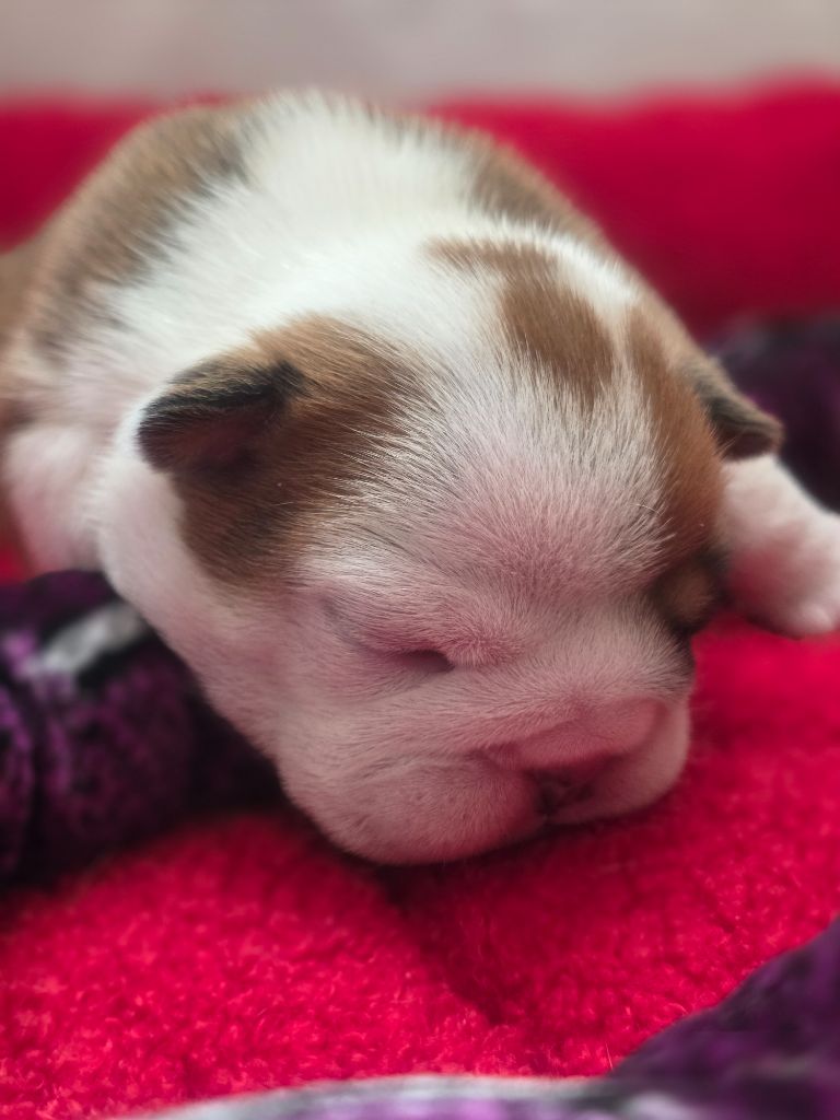 De La Combe Rousse - Chiots disponibles - Bulldog Anglais