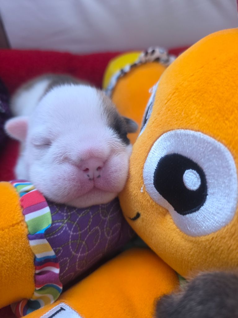 De La Combe Rousse - Chiots disponibles - Bulldog Anglais