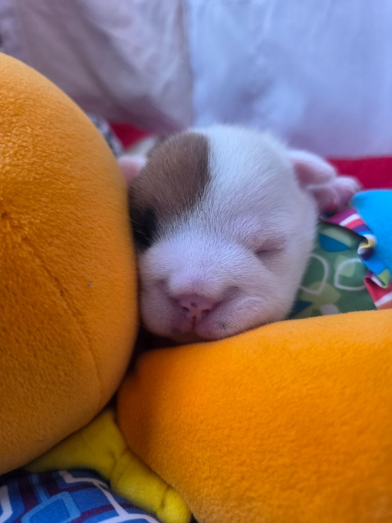 De La Combe Rousse - Chiots disponibles - Bulldog Anglais