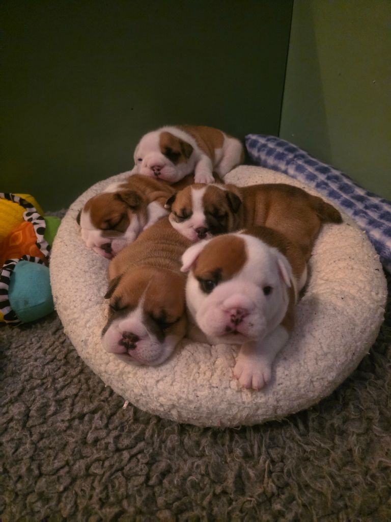 De La Combe Rousse - Bulldog Anglais - Portée née le 30/10/2025