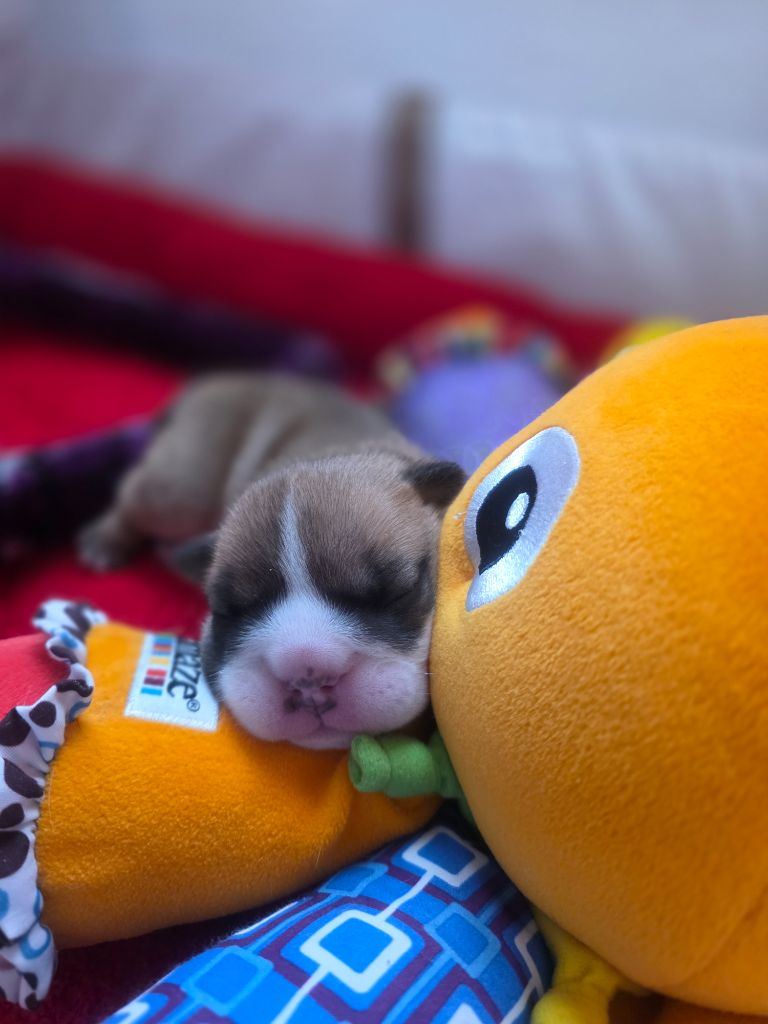 De La Combe Rousse - Chiots disponibles - Bulldog Anglais